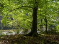 Kastanienbäume im Gegenlicht